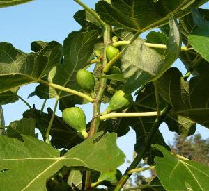 Ficus carica 'Leon De Vos'