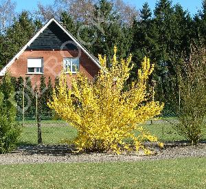 Forsythia intermedia 'Lynwood'