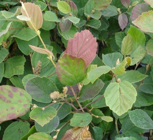 Fothergilla major