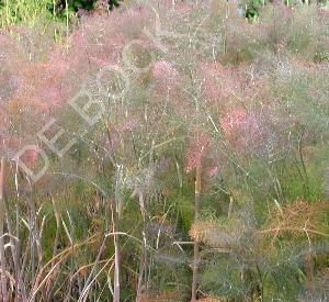 Foeniculum vulgare 'Giant Bronze'