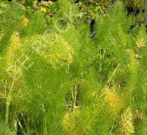 Foeniculum vulgare