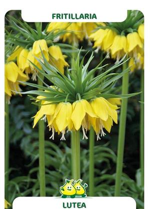 Fritillaria lutea
