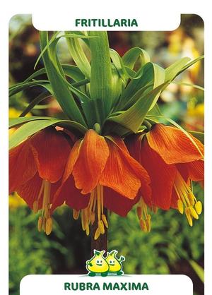 Fritillaria Rubra Maxima
