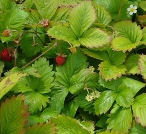 Fragaria vesca