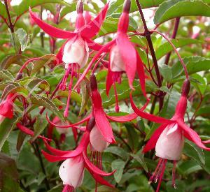 Fuchsia 'Mme Cornelissen'