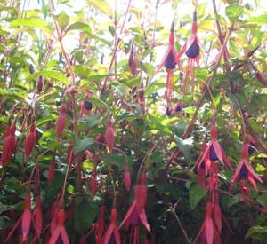 Fuchsia magellanica 'Riccartonii'