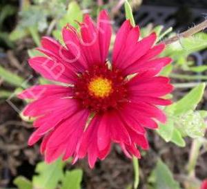 Gaillardia 'Burgunder'