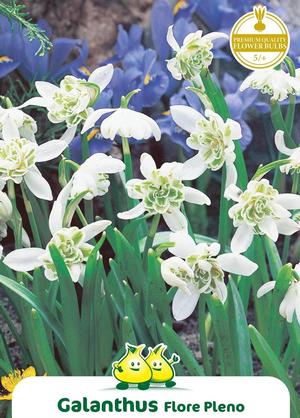 Galanthus 'Flore Pleno'