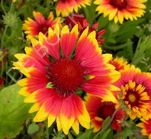 Gaillardia 'Kobold'