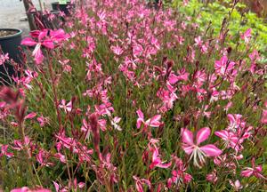 Gaura lindheimeri 'Summer Emotions' (r)