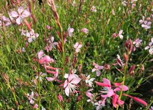 Gaura lindheimeri 'Siskyou Pink' (r)