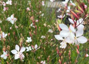 Gaura lindheimeri 'Whirling Butterflies'