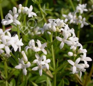 Galium odoratum