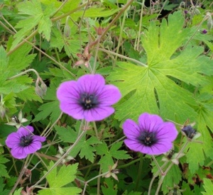 Geranium 'Ann Folkard'