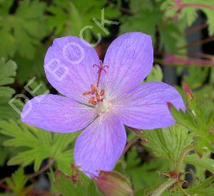 Geranium 'Johnson's Blue'