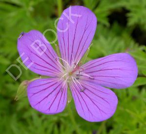 Geranium 'Nimbus'