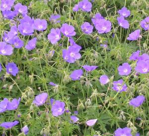 Geranium 'Orion'