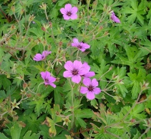 Geranium 'Patricia'