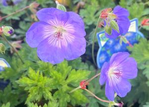 Geranium 'Rozanne'