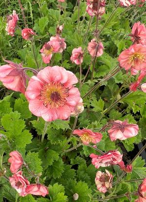 Geum 'Salmon Delight'
