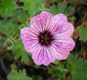 Geranium cinereum 'Ballerina'