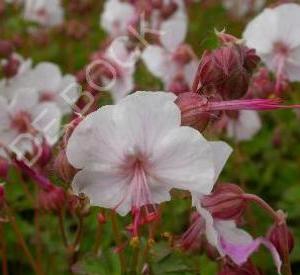 Geranium cantabrigiense 'Biokovo'