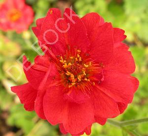 Geum chiloense 'Mrs. Bradshaw'