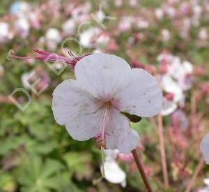 Geranium cantabrigiense 'St Ola'