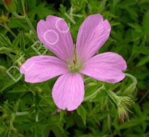 Geranium endressii