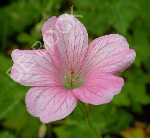 Geranium endressii 'Wargrave Pink'