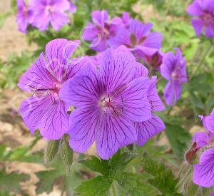 Geranium himalayense