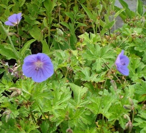 Geranium himalayense 'Gravetye'