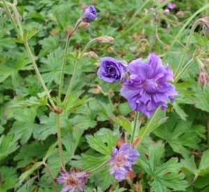 Geranium himalayense 'Plenum'