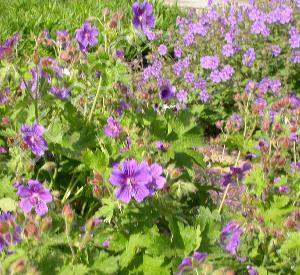 Geranium magnificum