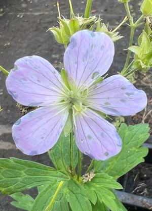 Geranium maculatum 'Chatto'