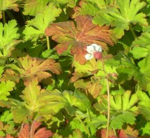 Geranium macrorrhizum 'Ingwersen's Variety'