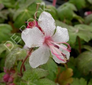 Geranium macrorrhizum 'Spessart'