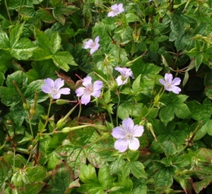 Geranium nodosum