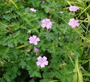 Geranium oxonianum 'Claridge Druce'