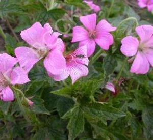 Geranium oxonianum 'Rose Clair'