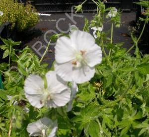 Geranium phaeum 'Album'