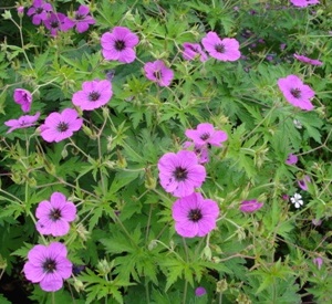 Geranium psilostemon