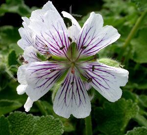 Geranium renardii