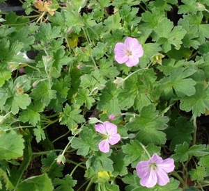 Geranium riversleaianum 'Mavis Simpson'