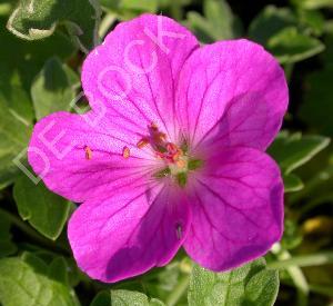 Geranium riversleaianum 'Russell Prichard'