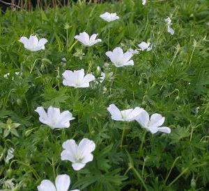 Geranium sanguineum 'Album'