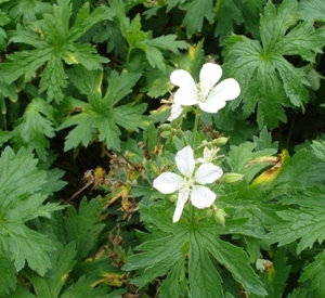 Geranium sylvaticum 'Album'