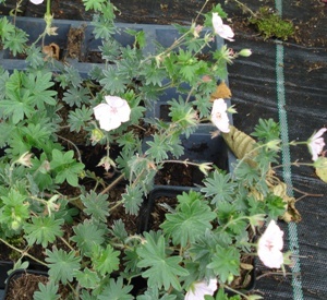 Geranium sanguineum 'Apfelbl�te'