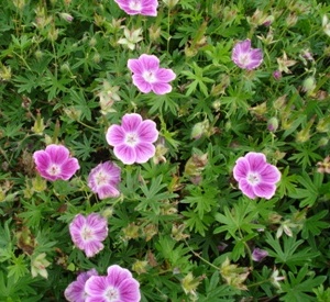 Geranium sanguineum 'Elke'