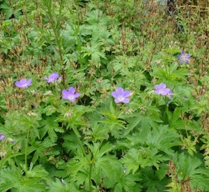 Geranium sylvaticum 'Mayflower'